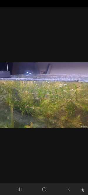 Роголистник