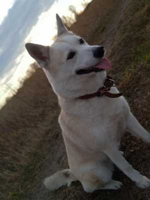 Отдам в добрые руки