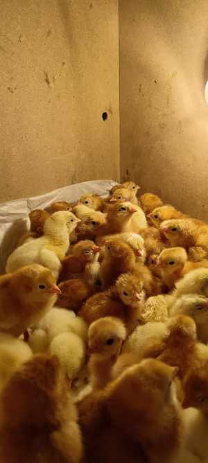 Цыплята