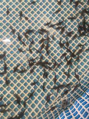 Малек осетра