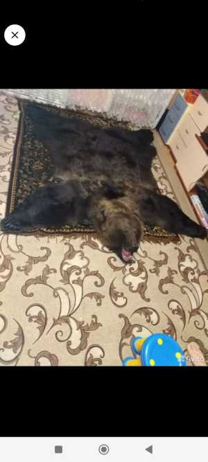 Шкура медведя