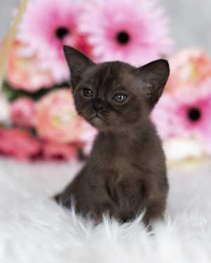 Котенок европейской бурмы из питомника