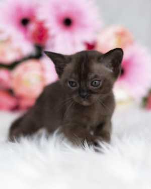 Котенок европейской бурмы из питомника