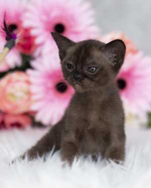 Котенок европейской бурмы из питомника