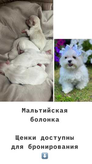 ЩЕНКИ МАЛЬТИЙСКОЙ БОЛОНКИ
