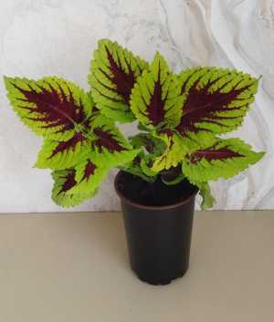 Колеус Биг Бэн Лайм Спрайт