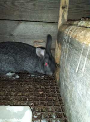 Продам крола