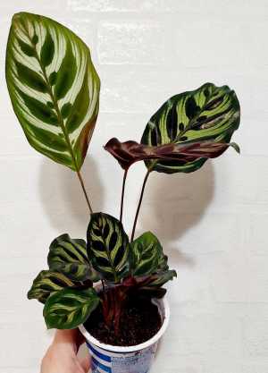 Разные калатеи