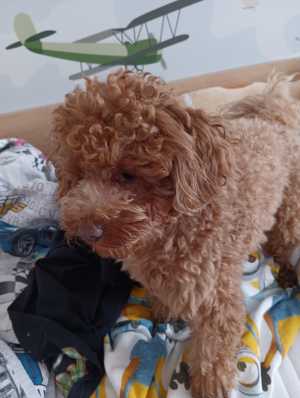 Выгул собак