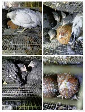 Куры молодки