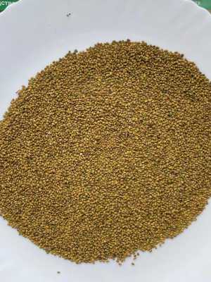 Семена донника желтого