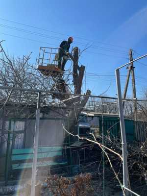 Спил деревьев в луганске и области ЛНР
