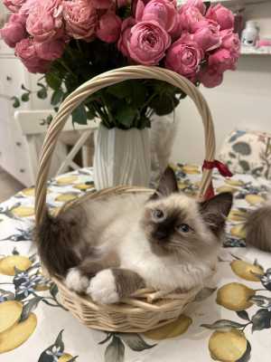 Продаются чистопородные Невские маскарадные котята