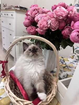 Продаются чистопородные Невские маскарадные котята