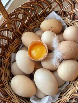 яйца куриные