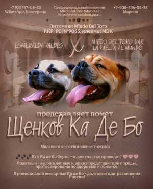 Красивые щенки ка де бо