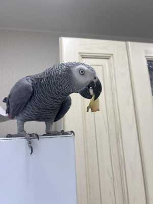Жако