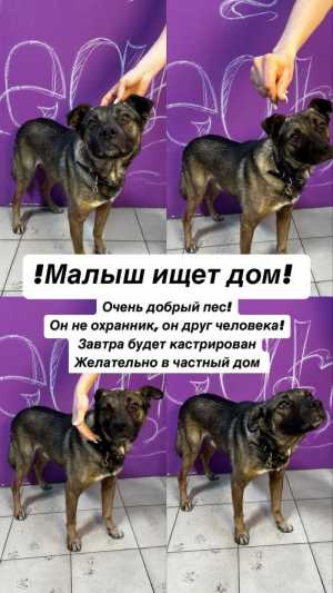Отдам собаку в хорошие руки