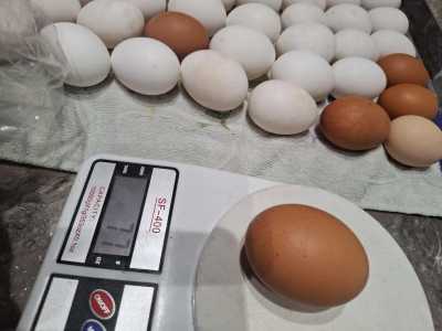 Домашние яйца