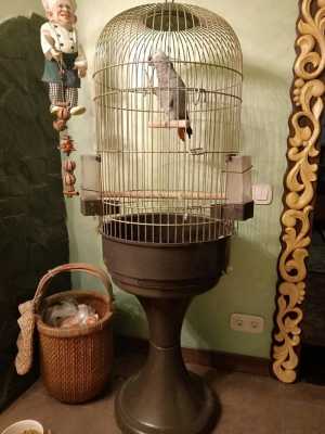 Попугай Жако