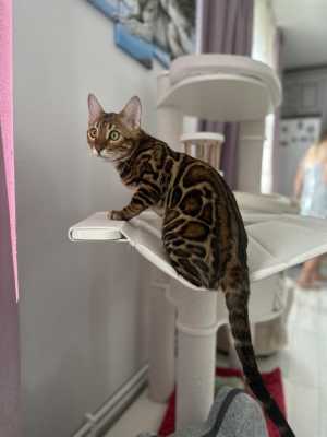 Бенгальский котенок котик Браун