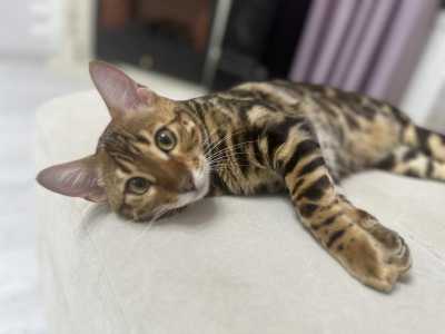 Бенгальский котенок котик Браун