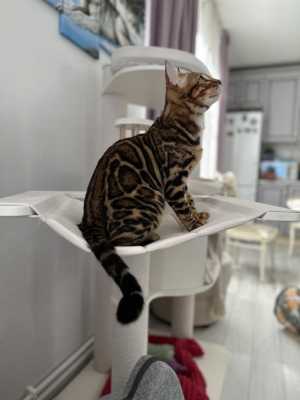 Бенгальский котенок котик Браун