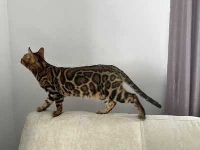 Бенгальский котенок котик Браун