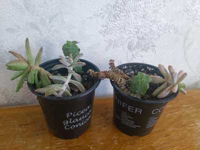 Продаются суккуленты