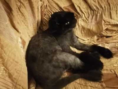 Зооняня, котоняня. Присмотр за животными
