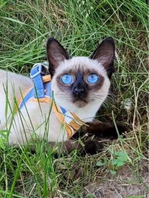 котята из питомника Мусипуси