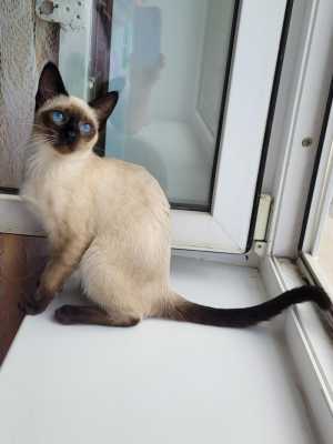 котята из питомника Мусипуси