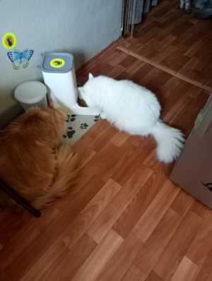 Отдаю в добрые руки.