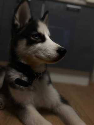 Продаю хаски