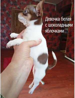 Щенки чихуахуа