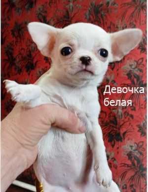 Щенки чихуахуа