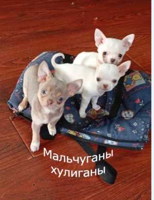 Щенки чихуахуа