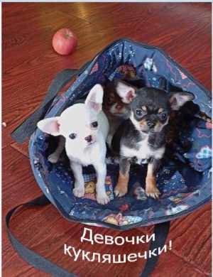 Щенки чихуахуа