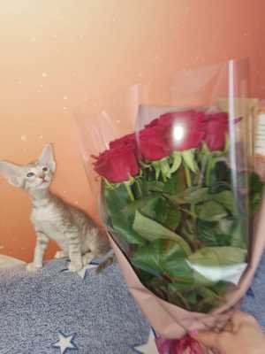 Продам котенка ориентального