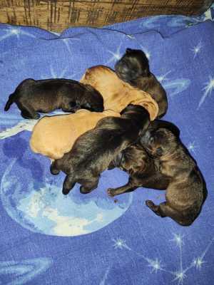 Щенки шарпея