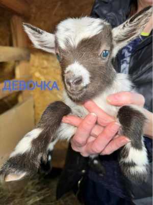 Продажа карликовых коз