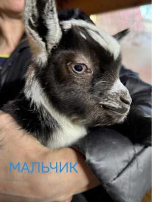 Продажа карликовых коз