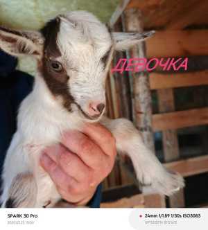 Продажа карликовых коз