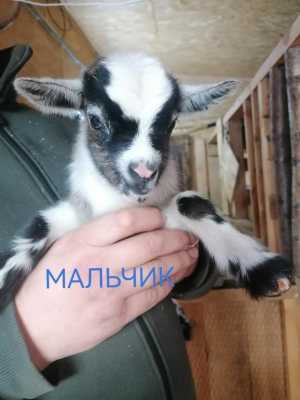 Продажа карликовых коз