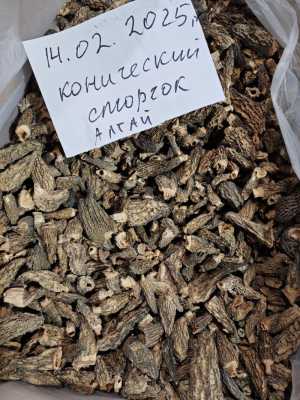 Гриб Алтайский конический сморчок