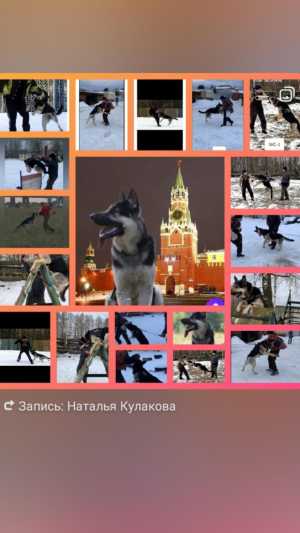 Вязка.Кобель 2,5 года с родословной и с титулами, предлагается на вязку.