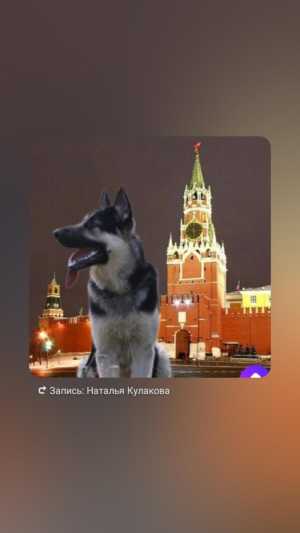 Кобель 2,5 года с родословной и с титулами, предлагается на вязку.
