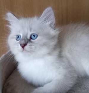 Сибирские котята