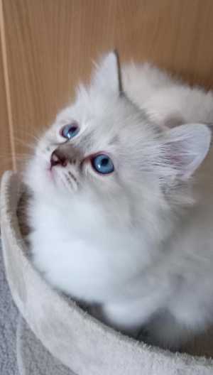 Сибирские котята