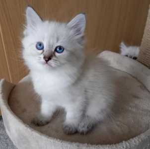 Сибирские котята